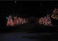 Trees with Christmas Lights